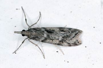 Eudonia angustea is a moth of the family Crambidae found in southern and western Europe, the Canary...