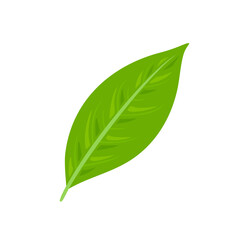 Green tea leaf vector icon. Cartoon flat illustration.