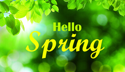 Fototapeta premium Hello Spring card. Beautiful leaves on green background, bokeh effect. Banner design