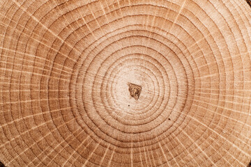Stump of tree felled - section of the trunk with annual rings. Slice wood. Wood texture on a tree cut.