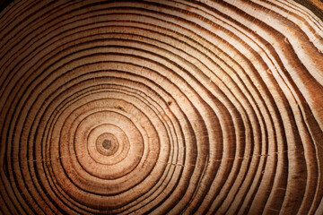 Stump of larch tree felled - section of the trunk with annual rings. Slice larch wood. Wood texture...