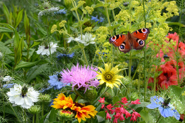 Schmetterling 958 © K.-U. Häßler