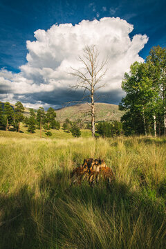 A view of a cumulus cloud behind a leafless tree and a stump in the backcountry wilderness of the Valles Caldera National Preserve, New Mexico