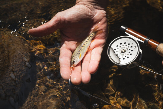 A man's hand holding a tiny brook trout over a stream with a shiny vintage fishing reel nearby