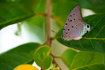 Marsyas Hairstreak butterfly (Pseudolycaena marsyas, family Theclinae) in the Amazon rainforest on...