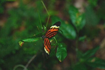 Nymphalidae butterfly (Heliconius numata Mamiraua) in the Amazon rainforest on a leaf. Near village of Solimoes, state of Para, Brasil.