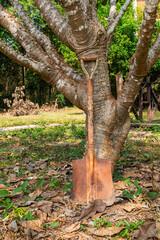 Old rusty shovel lean against the frangipani tree. View of an old garden tool, wooden handle and square point rusty shovel standing under the tree.