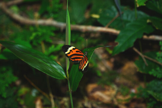 Nymphalidae butterfly (Heliconius numata Mamiraua) in the Amazon rainforest on a leaf. Near village of Solimoes, state of Para, Brasil.