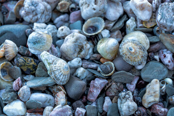 Colourful seashells and pebbles on the beach