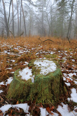 old wooden stump in spring forest - 735033801