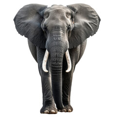 Majestic African Elephant Standing Isolated Against a Transparent Background