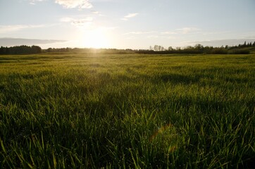 Sunset green grass water droplets macro sun summer