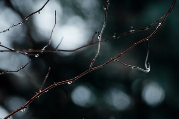 The red drop on the branch is like blood