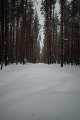 pine forest in winter snowdrifts