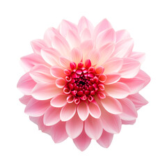 Pink Flower on Transparent Background