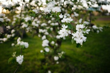 apple tree flowers in spring white flowers macro