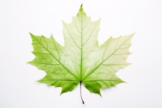 a green and white leaf
