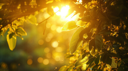 The golden light filtering through the leaves of trees in a city park creating a peaceful and serene atmosphere.