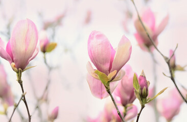 Delicate pale magnolia flowers. Artistic light flower photo