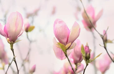 Foto op Canvas Delicate pale magnolia flowers. Artistic light flower photo © Ann Stryzhekin