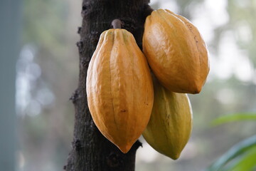 Theobroma cacao (cacao tree or cocoa tree) is a small (6–12 m (20–39 ft) tall) evergreen tree...