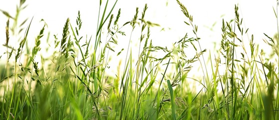 Fototapeta premium Field with green flowers depth of field macro close-up