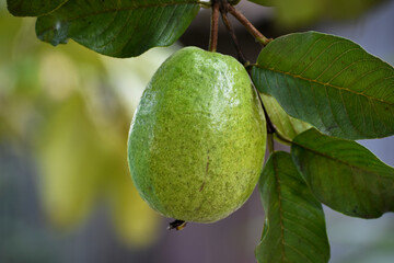Fresh Green guava, Vitamin-packed delight, a juicy burst of health and flavor in every vibrant bite.