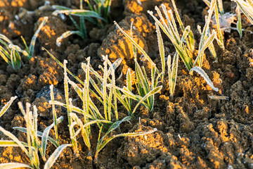 Brina mattutina sul campo agricolo 