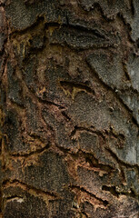 Close-up of Bark on tree trunk It had been eaten by insects until it left a long hole with natural background in the park at Thailand.