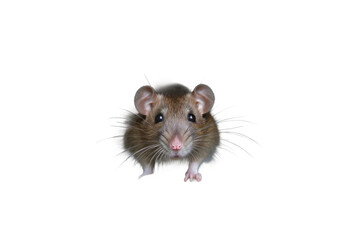 Sneaky Rat Investigates Hole Entrance on Transparent Background, PNG