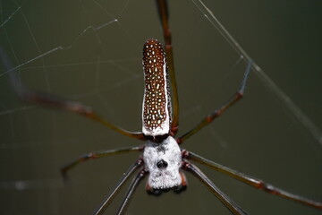 Golden silk orb weaver Trichonephila clavipes on his web. Wildlife in Amazon rainforest near the village Solimoes, Rio Tapajos, Para State, Brazil.