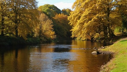 autumn in the forest