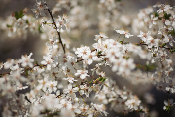 Selective focus of beautiful branches of white Cherry blossoms on the tree under blue sky, Beautiful Sakura flowers during spring season in the park, Floral pattern texture. 