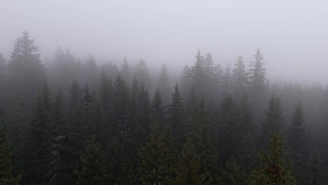 Hauntingly beautiful drone shot of fog-engulfed trees with snow, on a mountain, showcasing the bleakness of winter.
