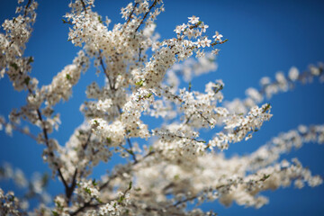 White beautiful flowers the fruit tree. Close up of spring flowering cherry tree branch. Spring blooming sakura cherry flowers branch. 