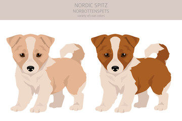 Nordic Spitz puppy clipart. Different poses, coat colors set