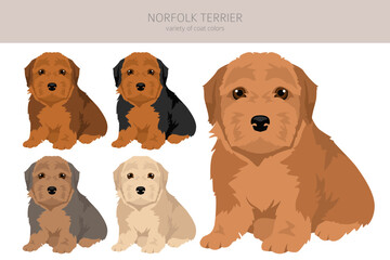 Norfolk terrier puppy clipart. Different poses, coat colors set