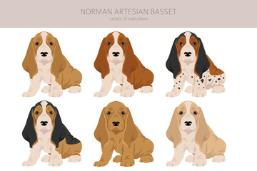 Norman Artesian Basset puppy clipart. All coat colors set.; All dog breeds characteristics infographic