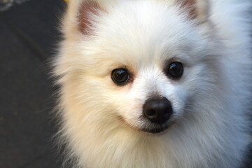 Cute Japanese Spitz and Pomeranian mix dog