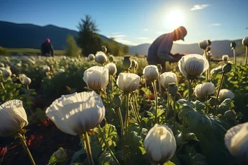 Schilderijen op glas Opium poppy field harvest in sunset © Impact AI