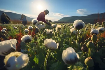 Schilderijen op glas Men harvesting opium poppy field © Impact AI