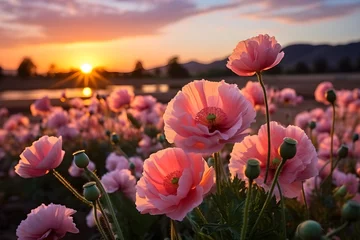 Zelfklevend Fotobehang Poppy field in sunset © Impact AI