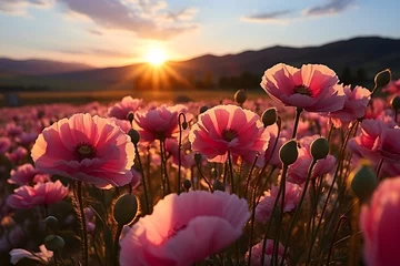 Deurstickers Opium poppy field in bloom © Impact AI