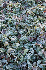 green and red leaves of garden strawberries in a garden bed are covered with the first frost