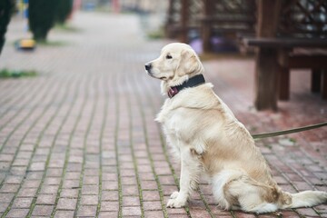 Golden Labrador Retriever with a collar sitting on the street. Close-up