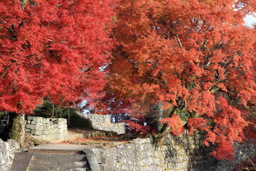 城跡の紅葉