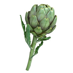 Green french artichoke isolated on white or transparent background