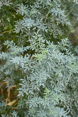close-up of common rue plant in the garden, aka ruta or herb of grace or garden rue, ruta graveolens, aromatic foliage of medicinal use traditional herbal medicine, selective focus blurry background