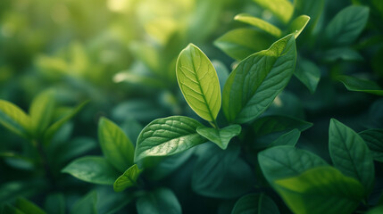 Botanical. Jungle leaves background. closeup nature view of green leaf and palms background. Flat lay, dark nature concept, tropical leaf. adventure nature background of green forest, tropical forest.