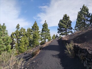 trees in the mountains